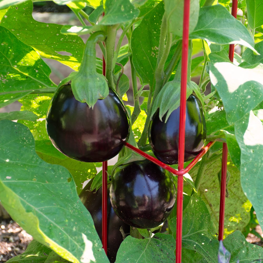 Super Productive Iraqi Heirloom Eggplant ASWAD Variety - NON GMO