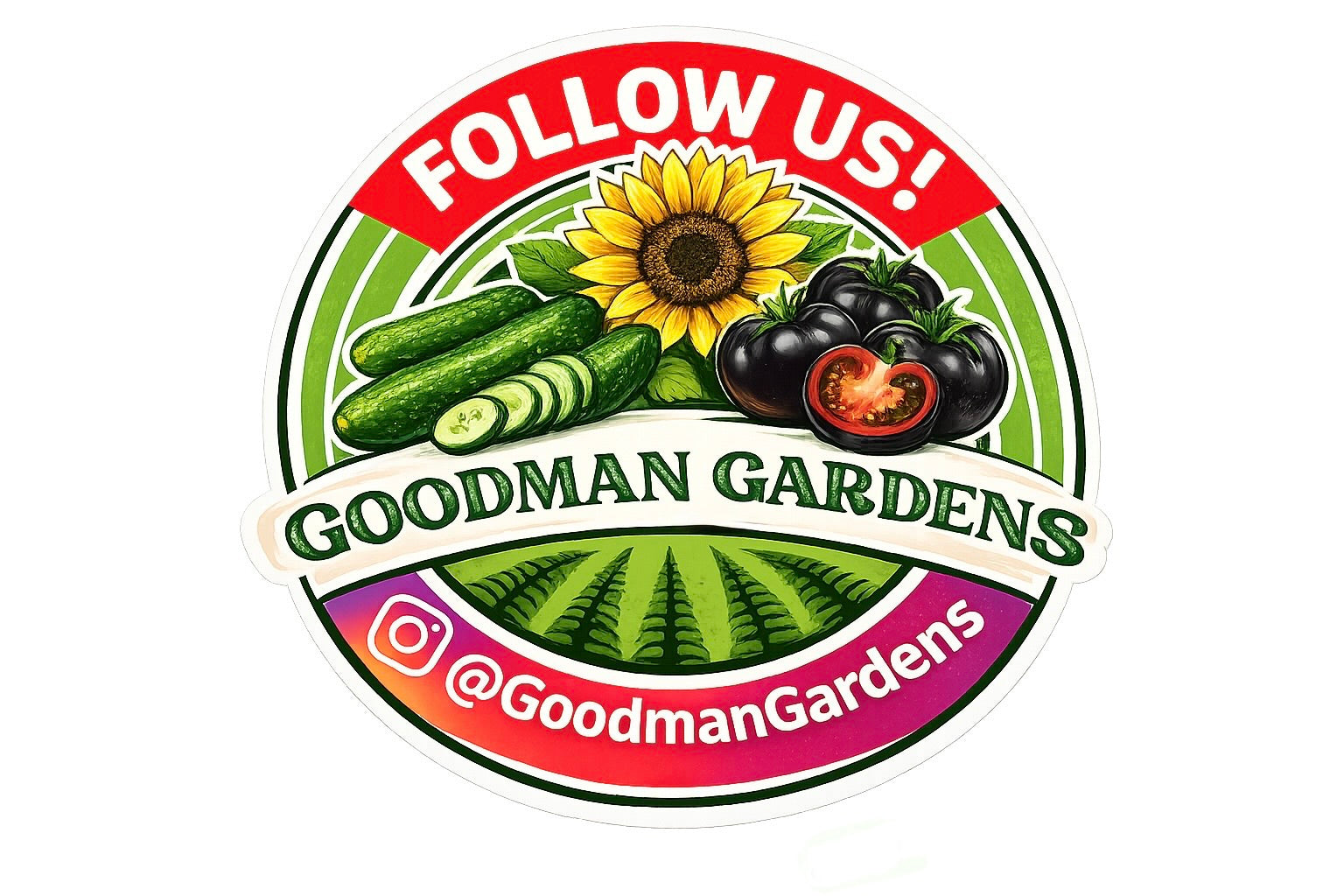 Super Productive Iraqi Heirloom Eggplant ASWAD Variety - NON GMO