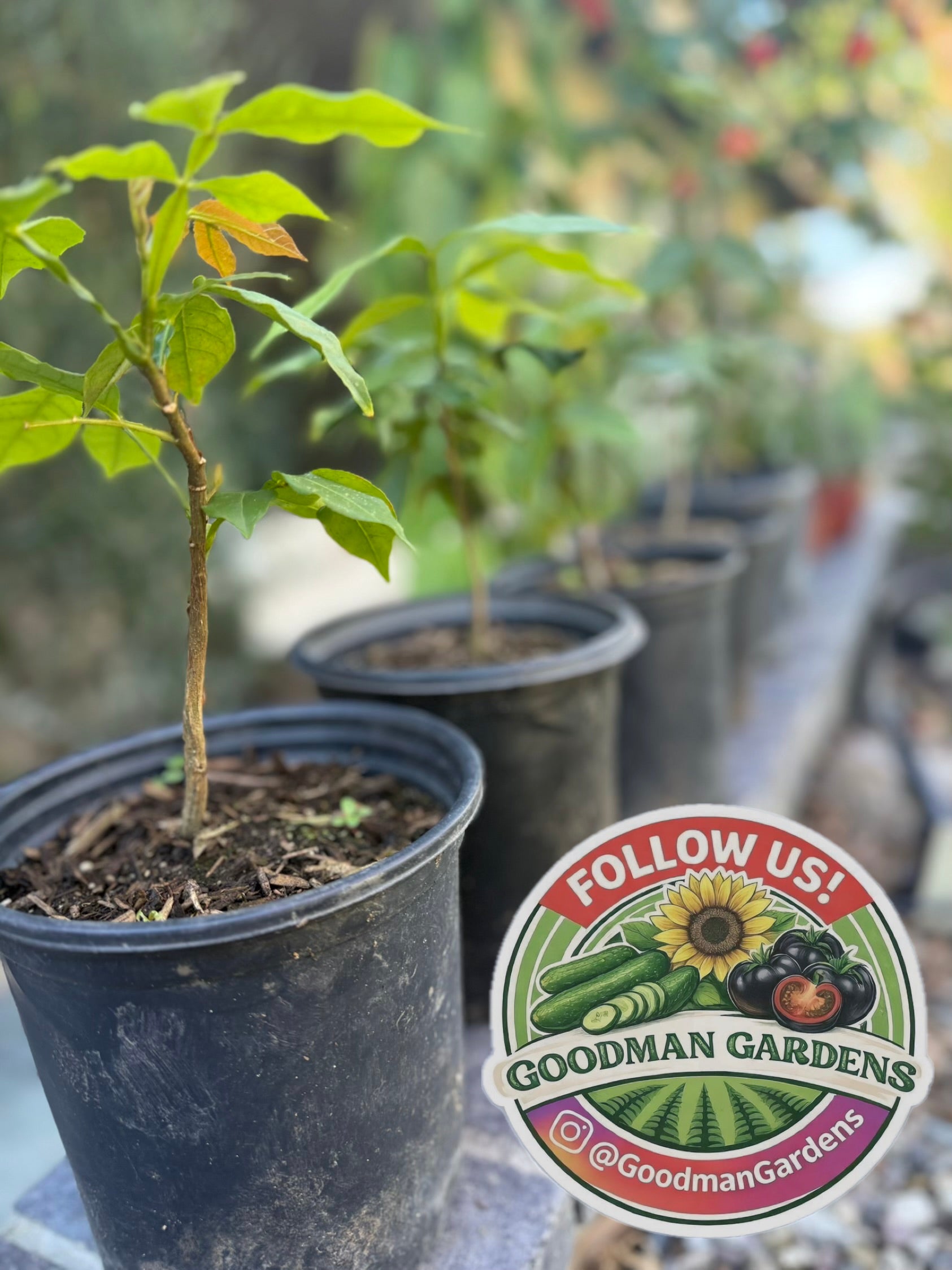 Ice Cream Bean Plant Tree - Inga Edulis