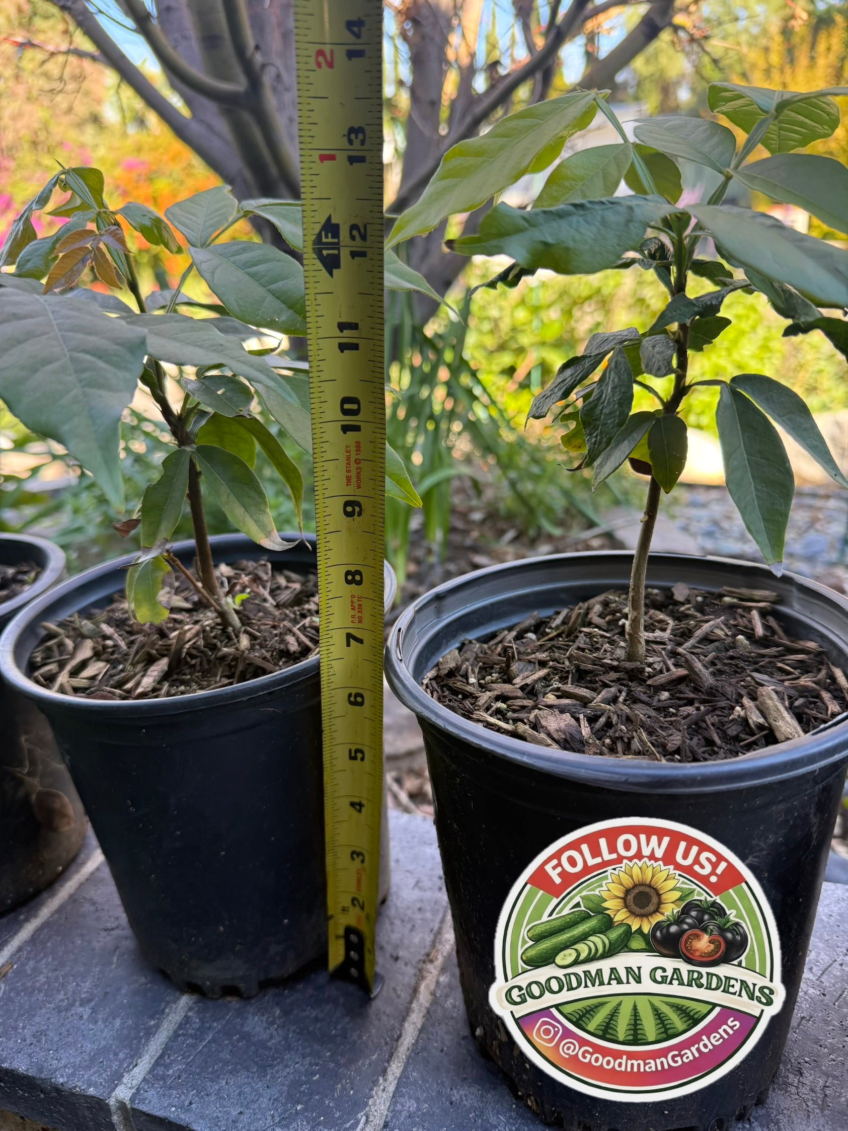 Ice Cream Bean Plant Tree - Inga Edulis