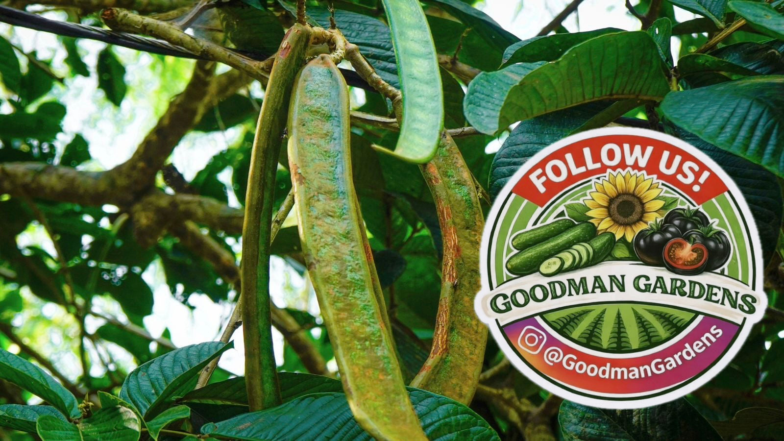 Ice Cream Bean Plant Tree - Inga Edulis