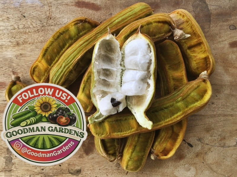 Ice Cream Bean Plant Tree - Inga Edulis