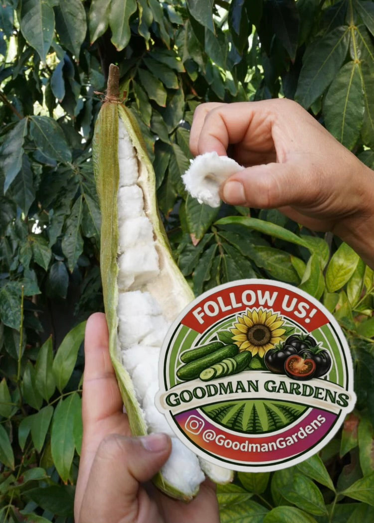 Ice Cream Bean Plant Tree - Inga Edulis