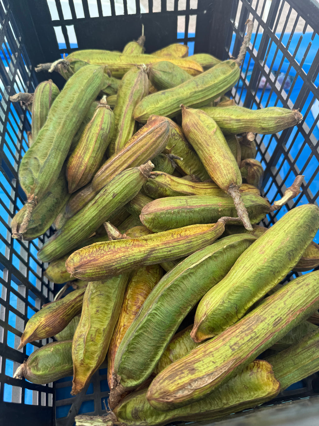 Ice Cream Bean Plant Tree - Inga Edulis
