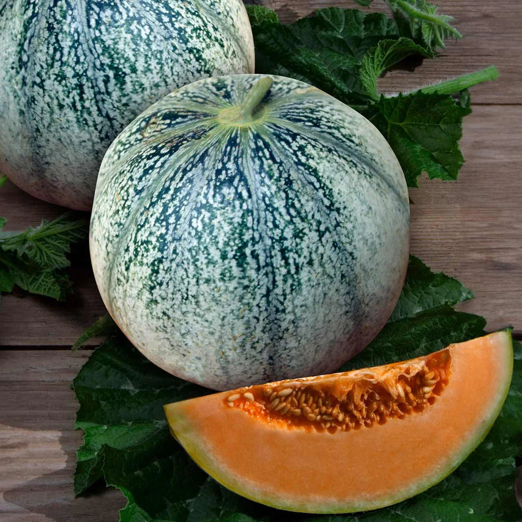 Melon Seeds, Petit Gris de Rennes: Organic, Super Sweet