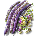 Bean Seeds, Dragon Tongue Bush - Organic  Non GMO - Fast Ship!