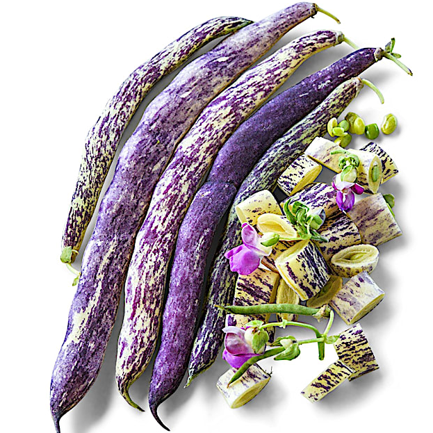 Bean Seeds, Dragon Tongue Bush - Organic  Non GMO - Fast Ship!