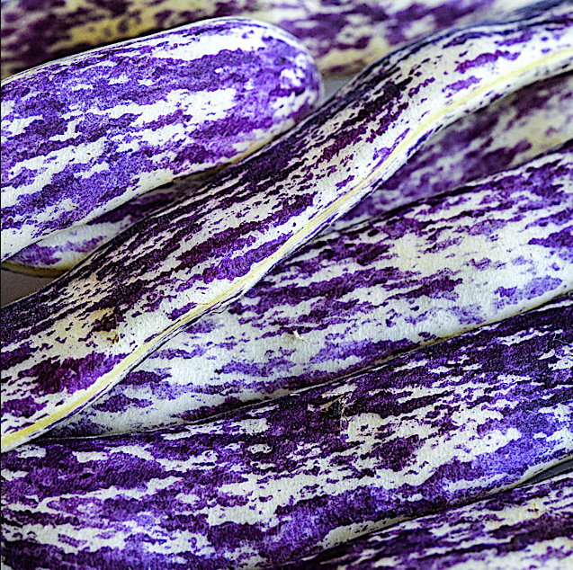 Bean Seeds, Dragon Tongue Bush - Organic  Non GMO - Fast Ship!