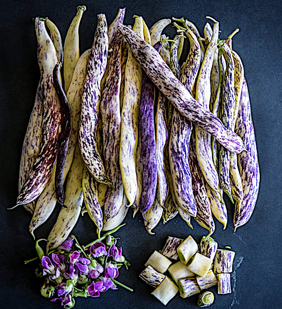 Bean Seeds, Dragon Tongue Bush - Organic  Non GMO - Fast Ship!