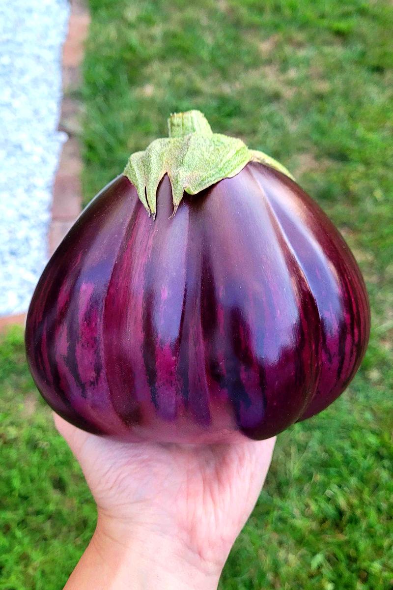 Super Productive Iraqi Heirloom Eggplant ASWAD Variety - NON GMO