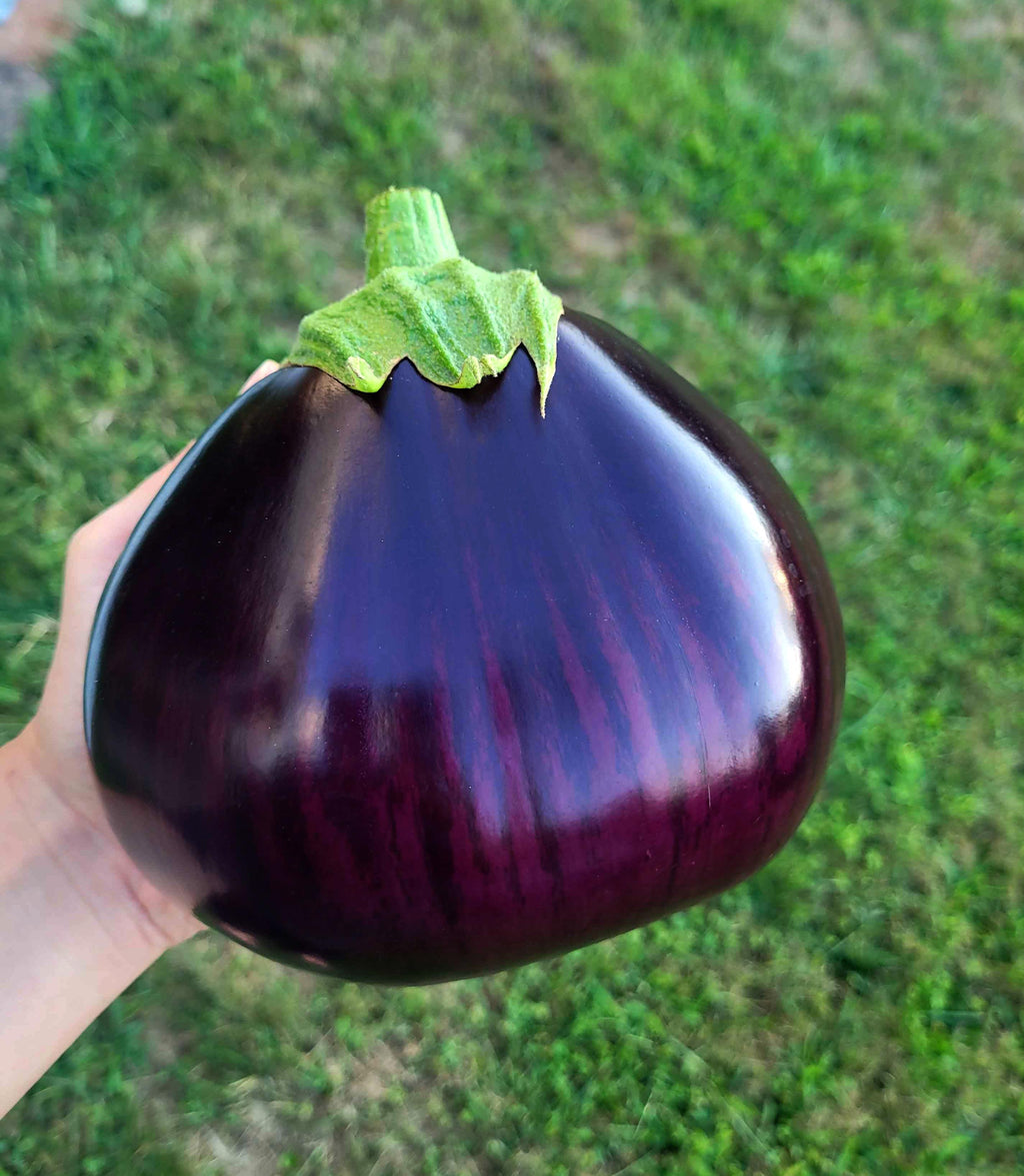 Super Productive Iraqi Heirloom Eggplant ASWAD Variety - NON GMO