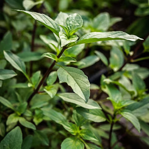 Thai Sweet Basil Seeds: Organic, Non-GMO (Copy)
