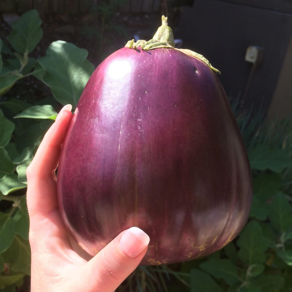 Super Productive Iraqi Heirloom Eggplant ASWAD Variety - NON GMO