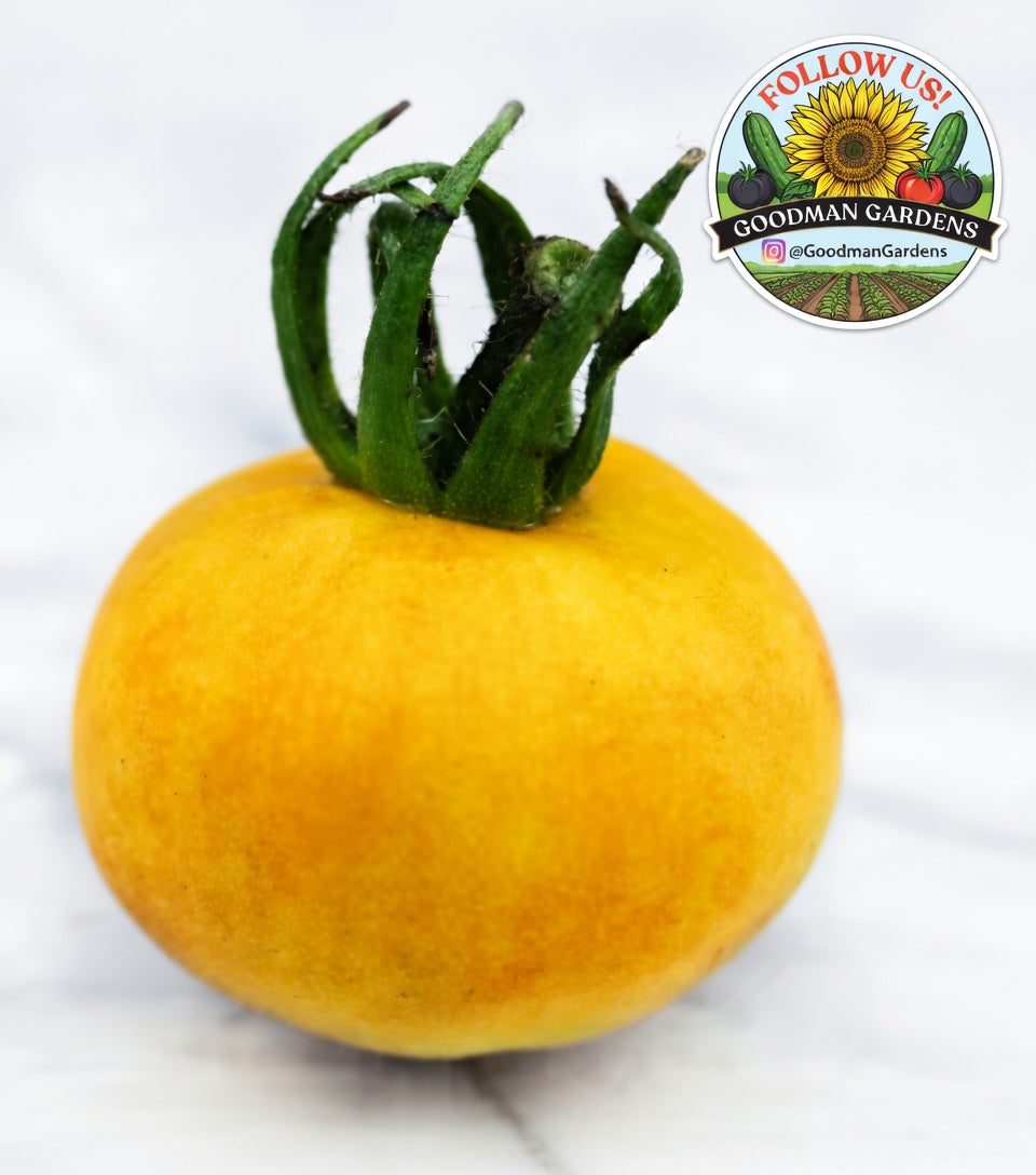 Wapsipinicon Peach Tomato Seeds - Organic  Non GMO - Fast Ship! Vining Vegetable - Fuzzy Tomatoes