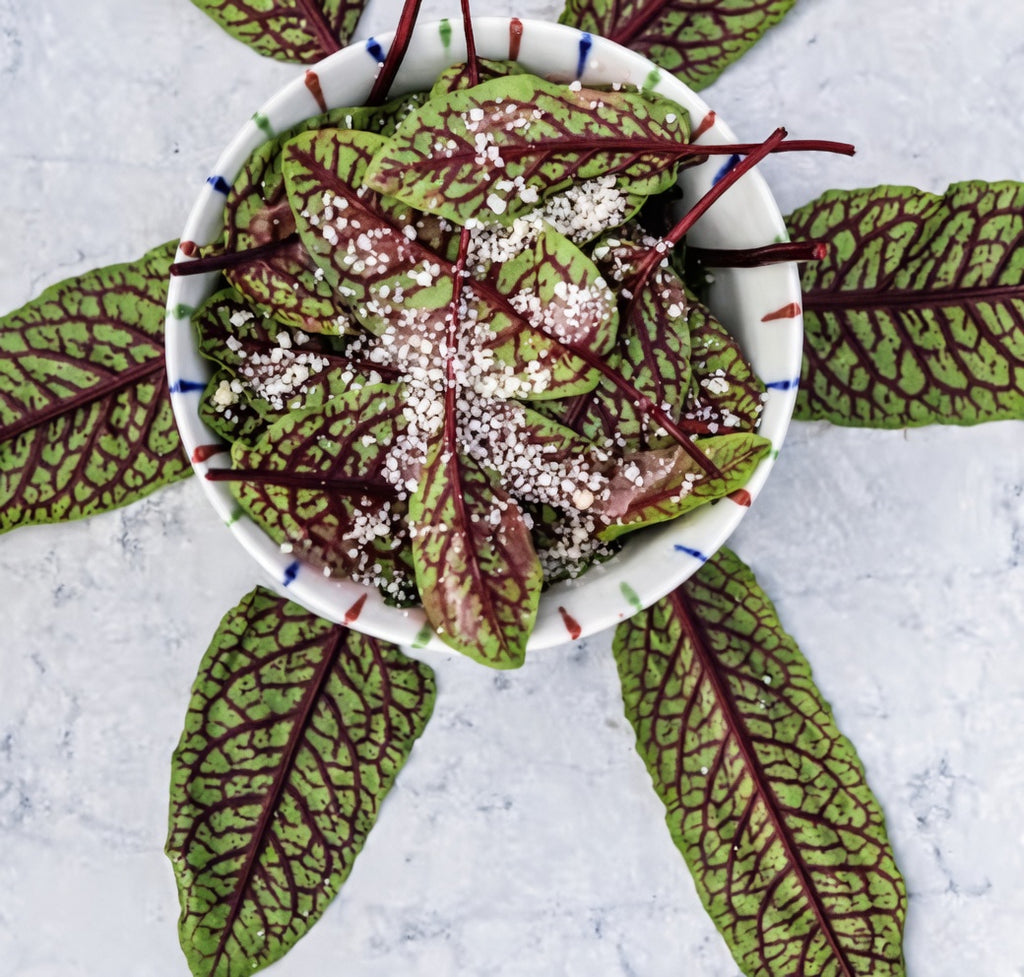 Sorrel Seeds Red Veined (Bloody Dock) – Lemony Flavor Lettuce + Gorgeous Burgundy Veins