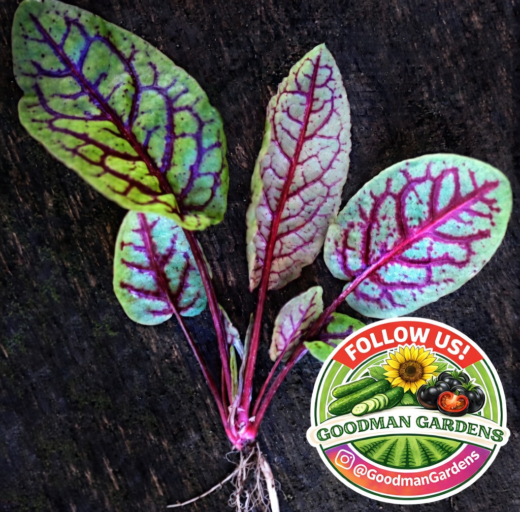Sorrel Seeds Red Veined (Bloody Dock) – Lemony Flavor Lettuce + Gorgeous Burgundy Veins
