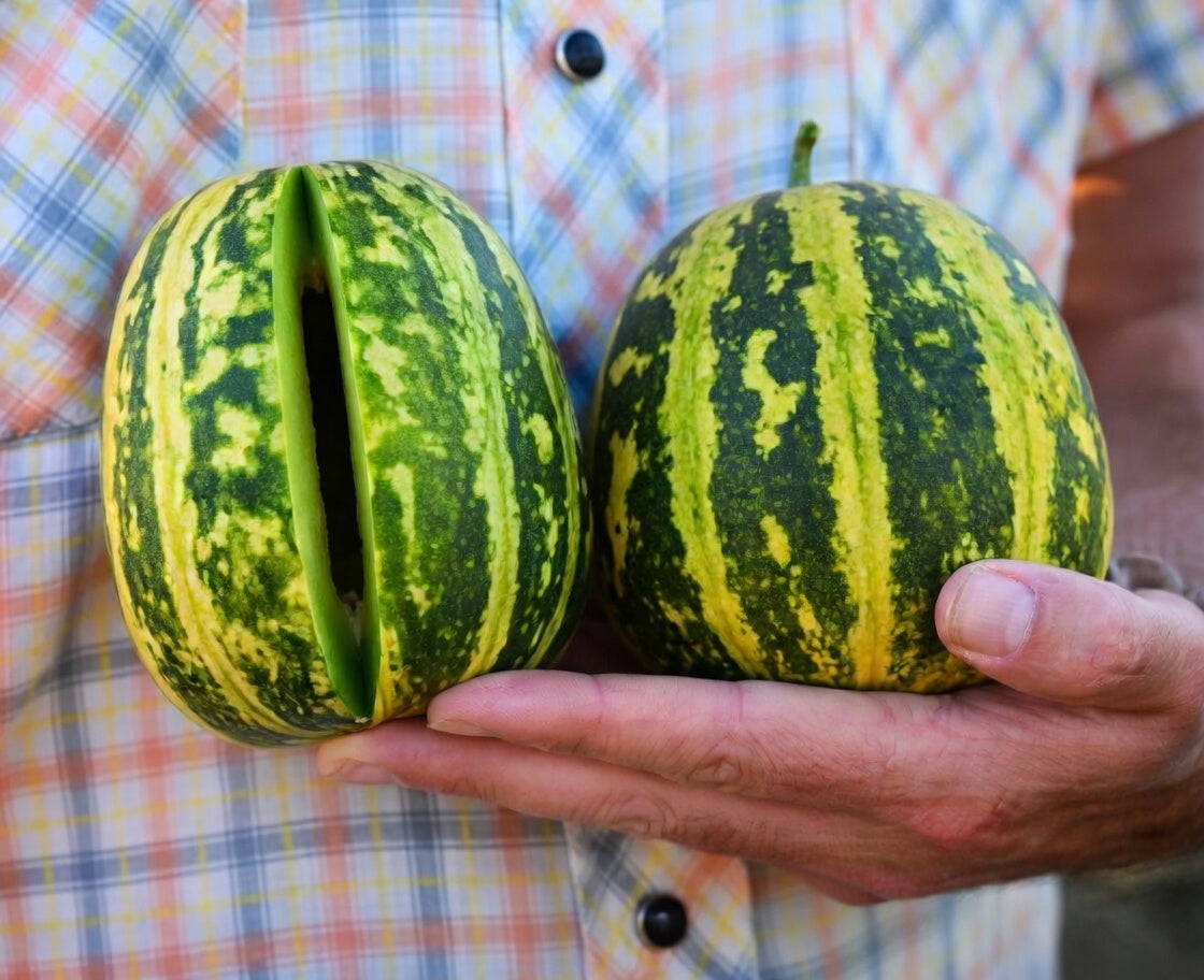 Rare Japanese Tiger Melon Seeds, Exotic Fruit, Non-GMO