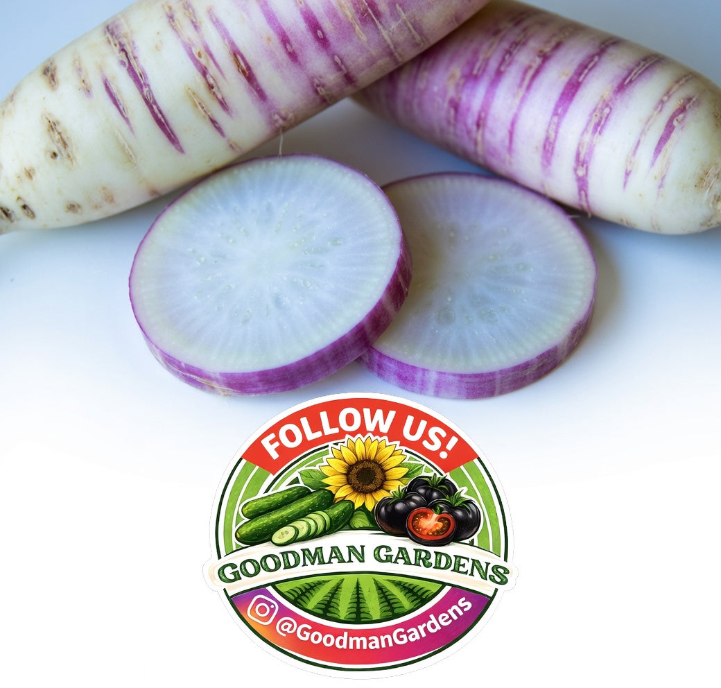 Rare Akasuji Radish Seeds, Japanese White and Purple Radish