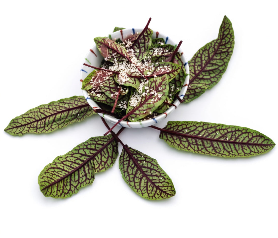 Sorrel Seeds Red Veined (Bloody Dock) – Lemony Flavor Lettuce + Gorgeous Burgundy Veins