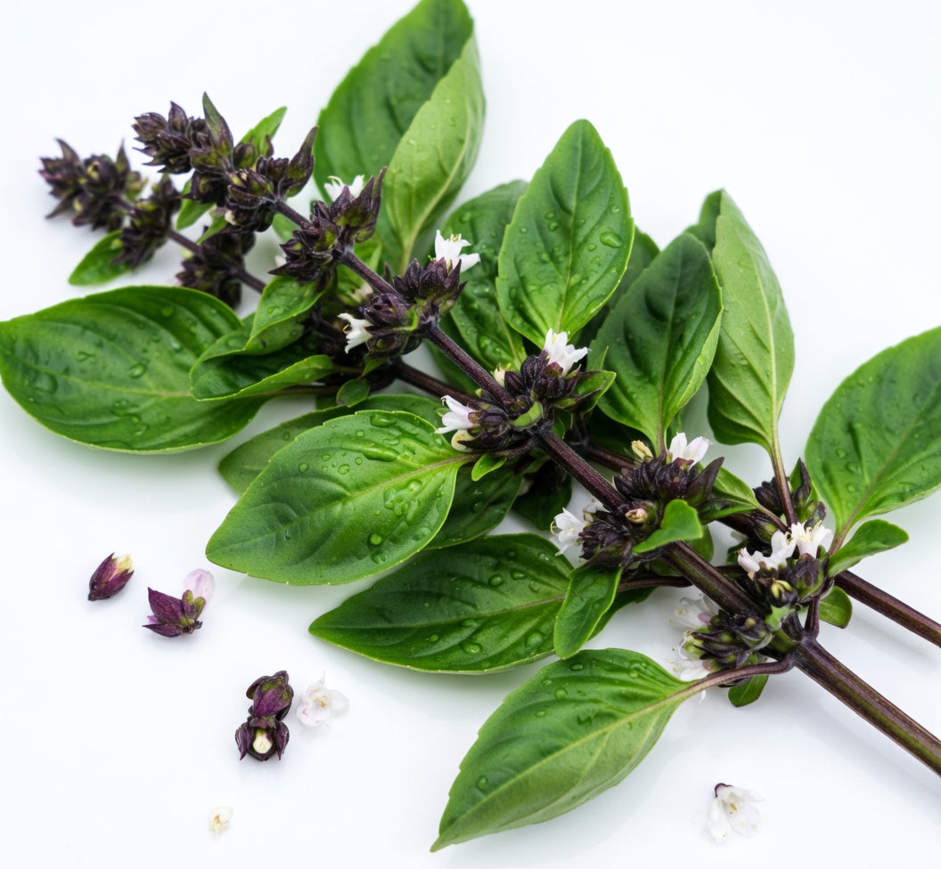 Thai Sweet Basil Seeds: Organic, Non-GMO (Copy)