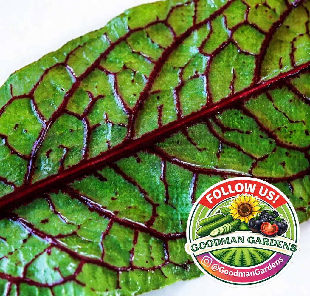 Sorrel Seeds Red Veined (Bloody Dock) – Lemony Flavor Lettuce + Gorgeous Burgundy Veins