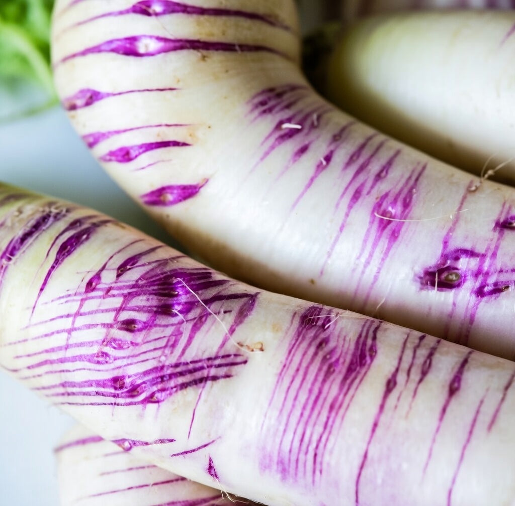 Rare Akasuji Radish Seeds, Japanese White and Purple Radish
