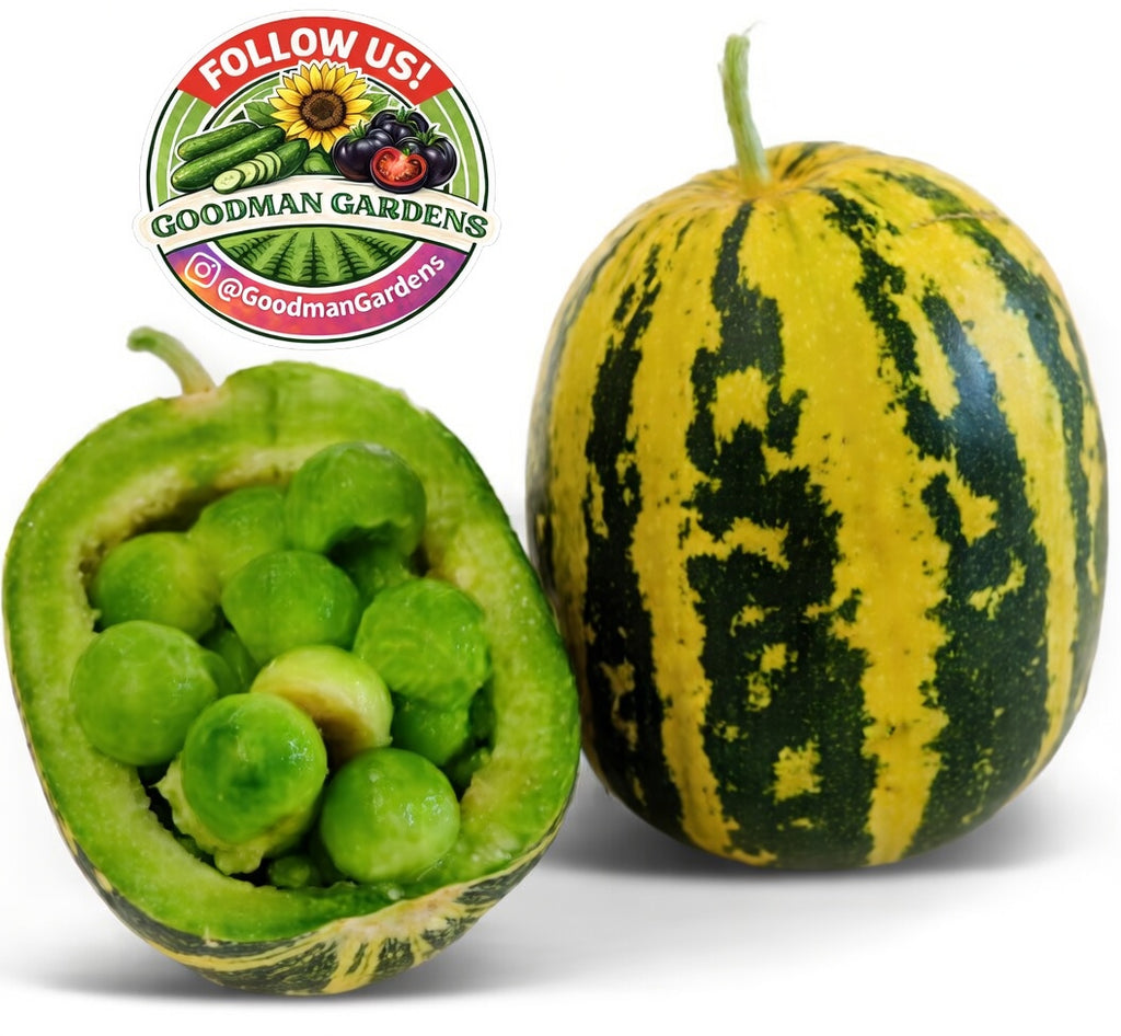 Rare Japanese Tiger Melon Seeds, Exotic Fruit, Non-GMO