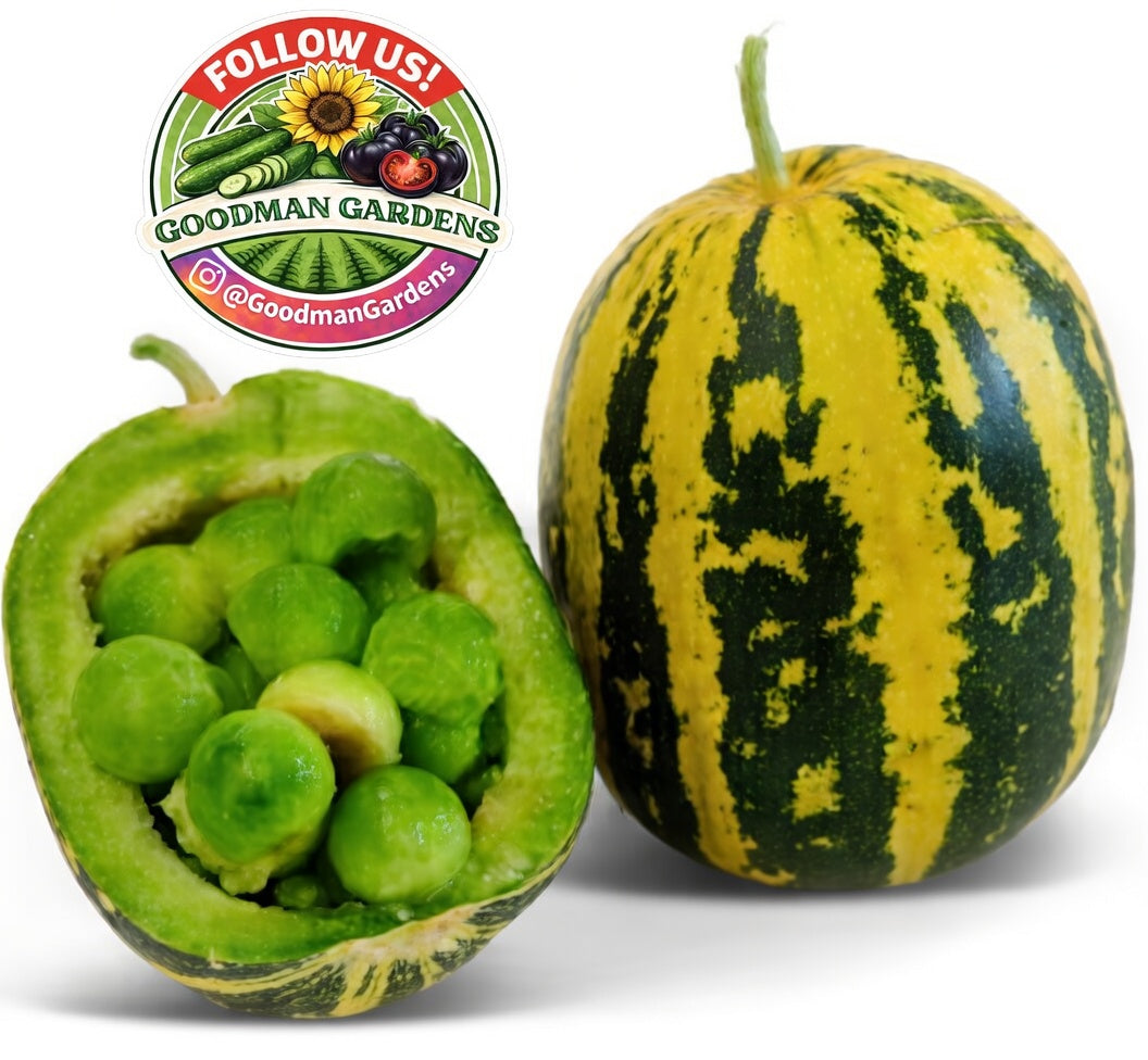 Rare Japanese Tiger Melon Seeds, Exotic Fruit, Non-GMO