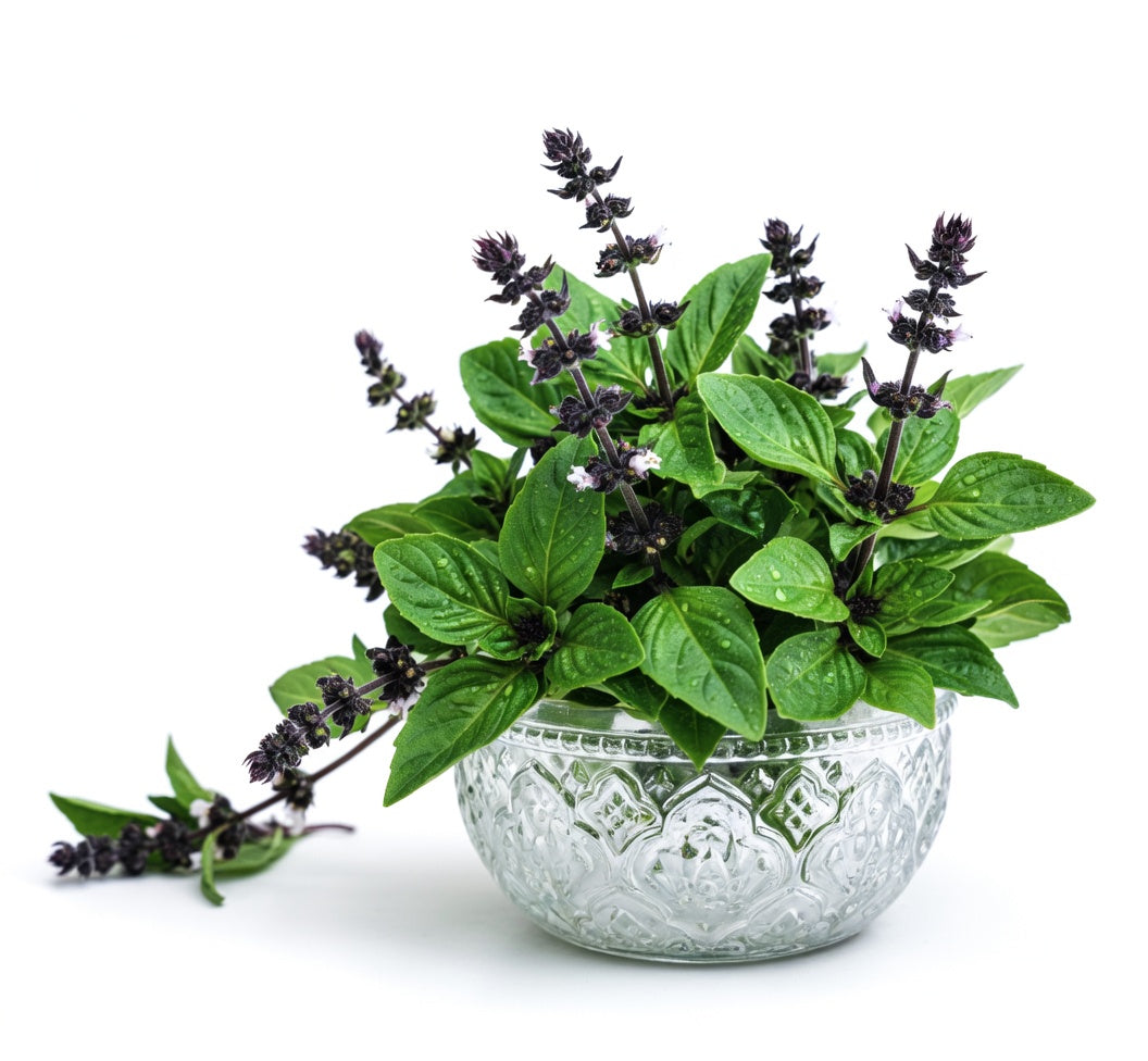 Thai Sweet Basil Seeds: Organic, Non-GMO (Copy)