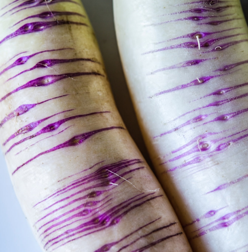 Rare Akasuji Radish Seeds, Japanese White and Purple Radish