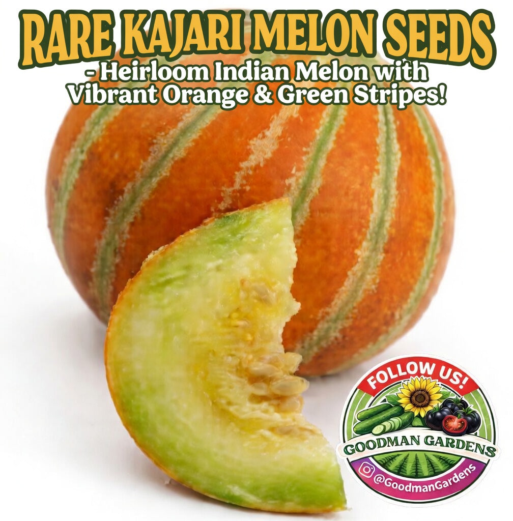 Rare Indian Kajari melon Seeds