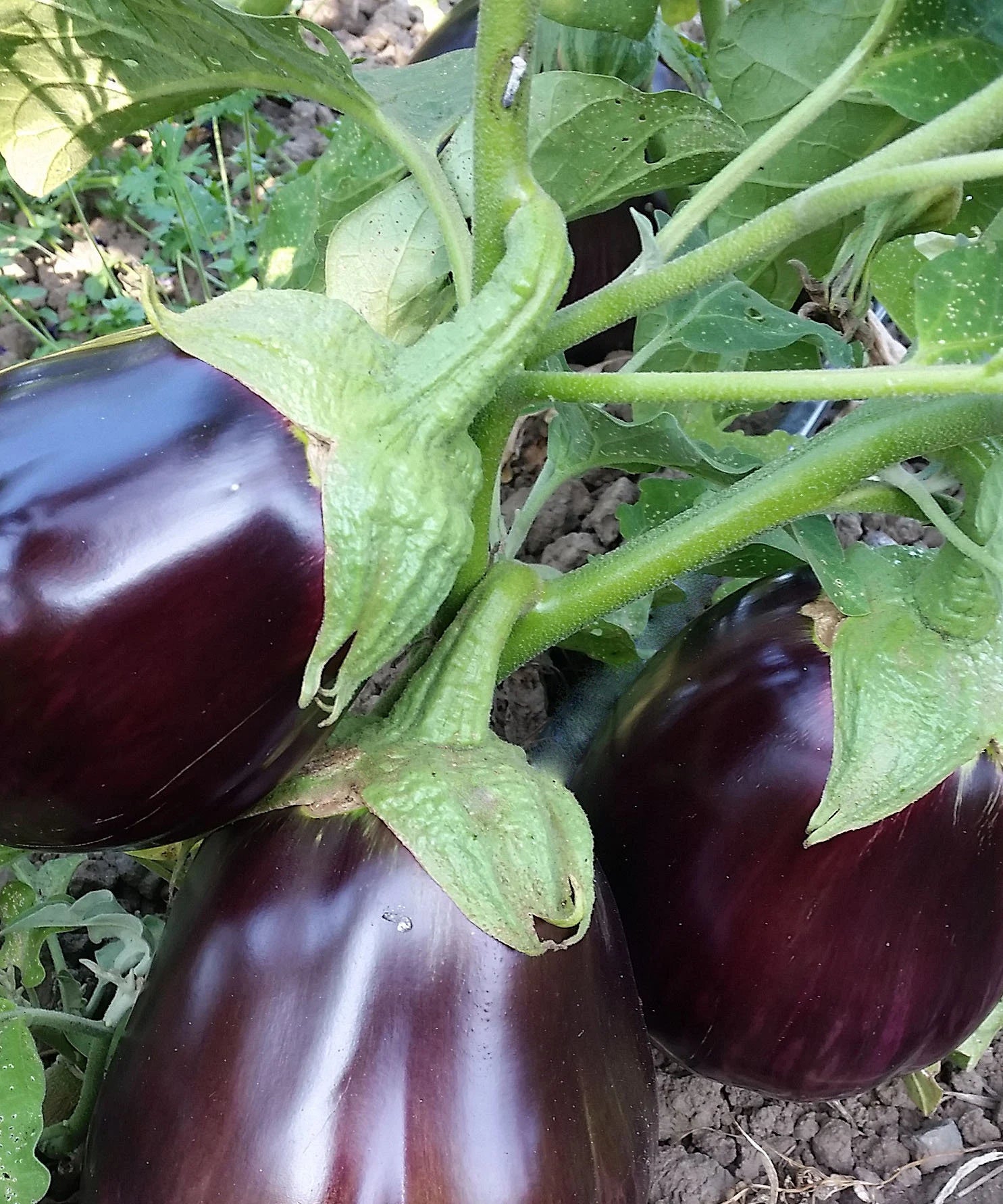 Super Productive Iraqi Heirloom Eggplant ASWAD Variety - NON GMO