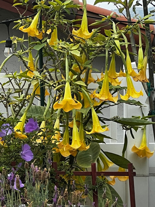 Angels Trumpet Yellow Brugmansia UnRooted Cutting