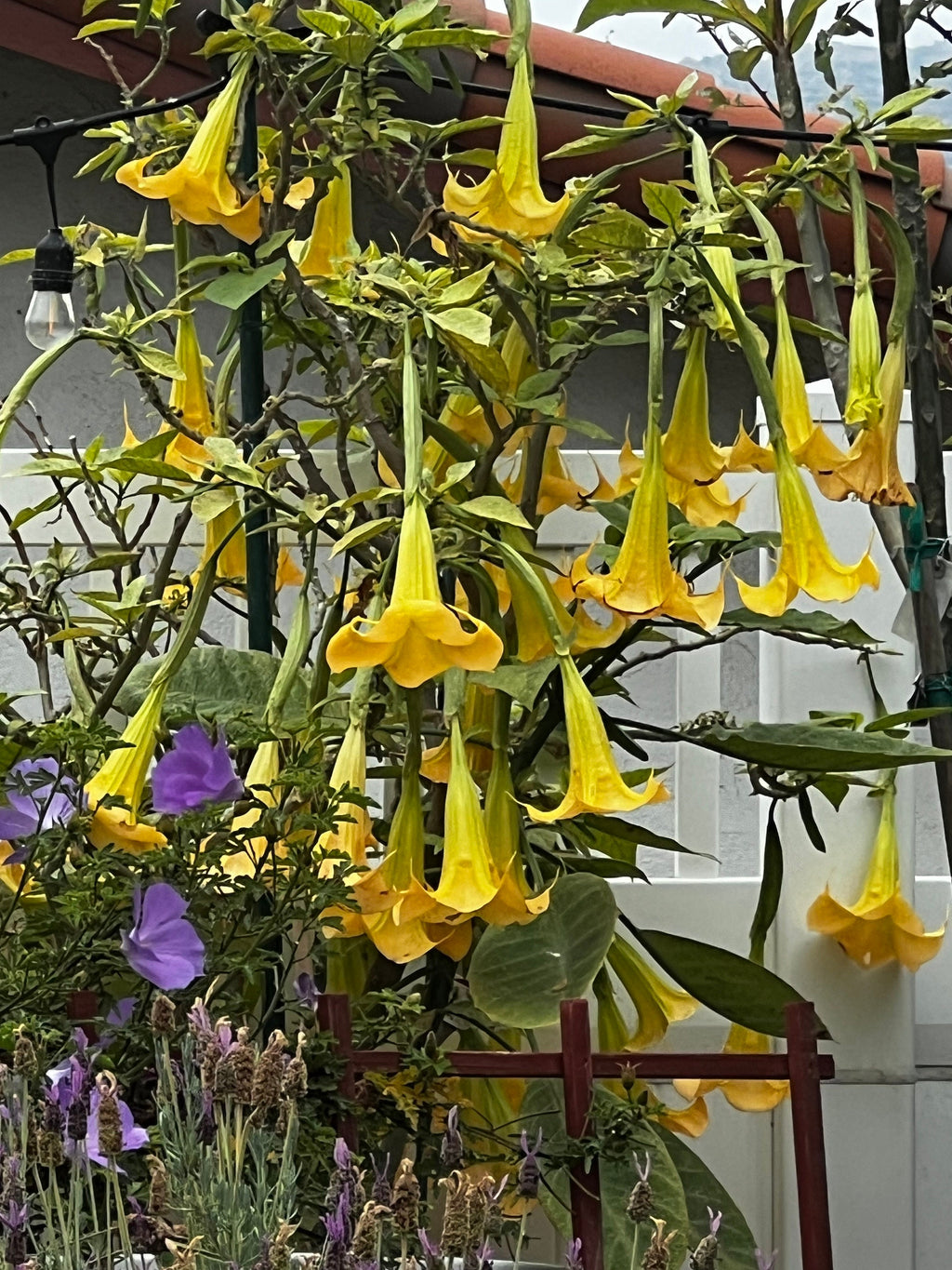 Angels Trumpet Yellow Brugmansia Rooted Cutting