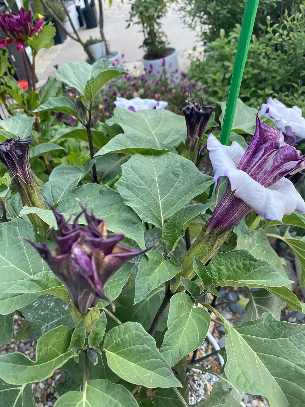 Rare Plant Purple Datura Devils Trumpet Plant Stunning Flowers THIS SEASON! Very Fast Shipping