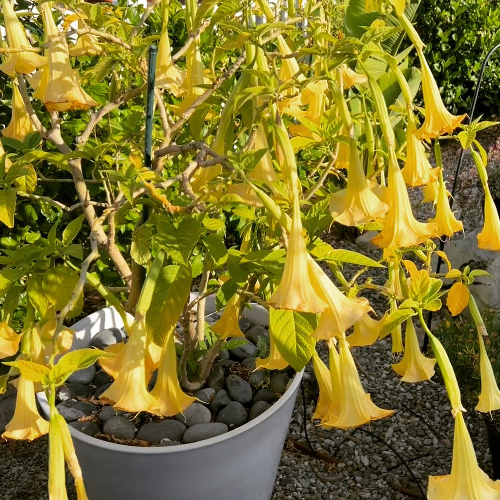 Angels Trumpet Yellow Brugmansia Rooted Cutting