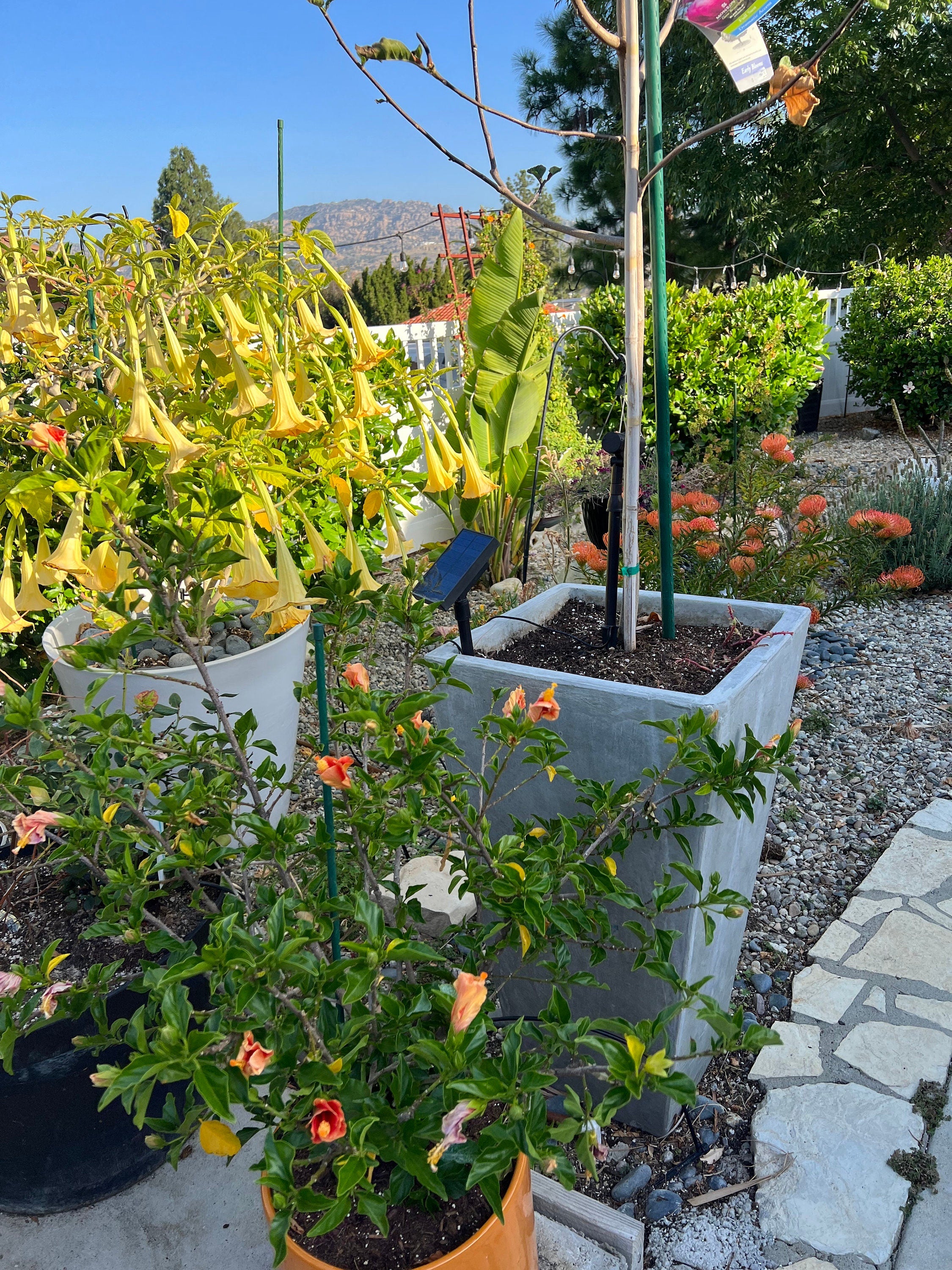 Angels Trumpet Yellow Brugmansia Rooted Cutting
