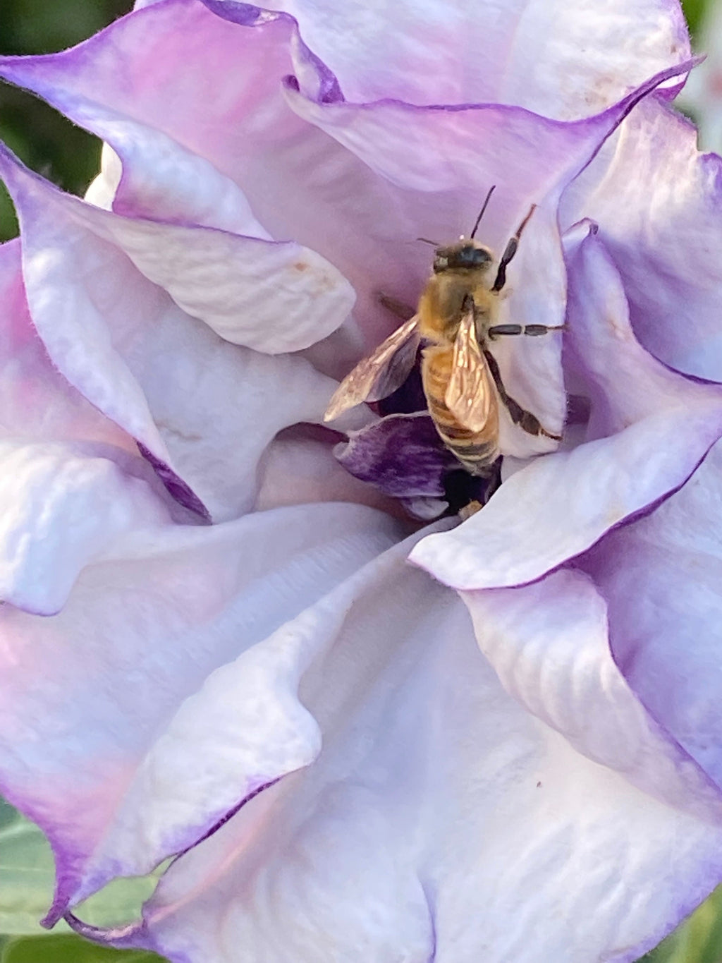 Rare Plant Purple Datura Devils Trumpet Seeds or Seed Pod