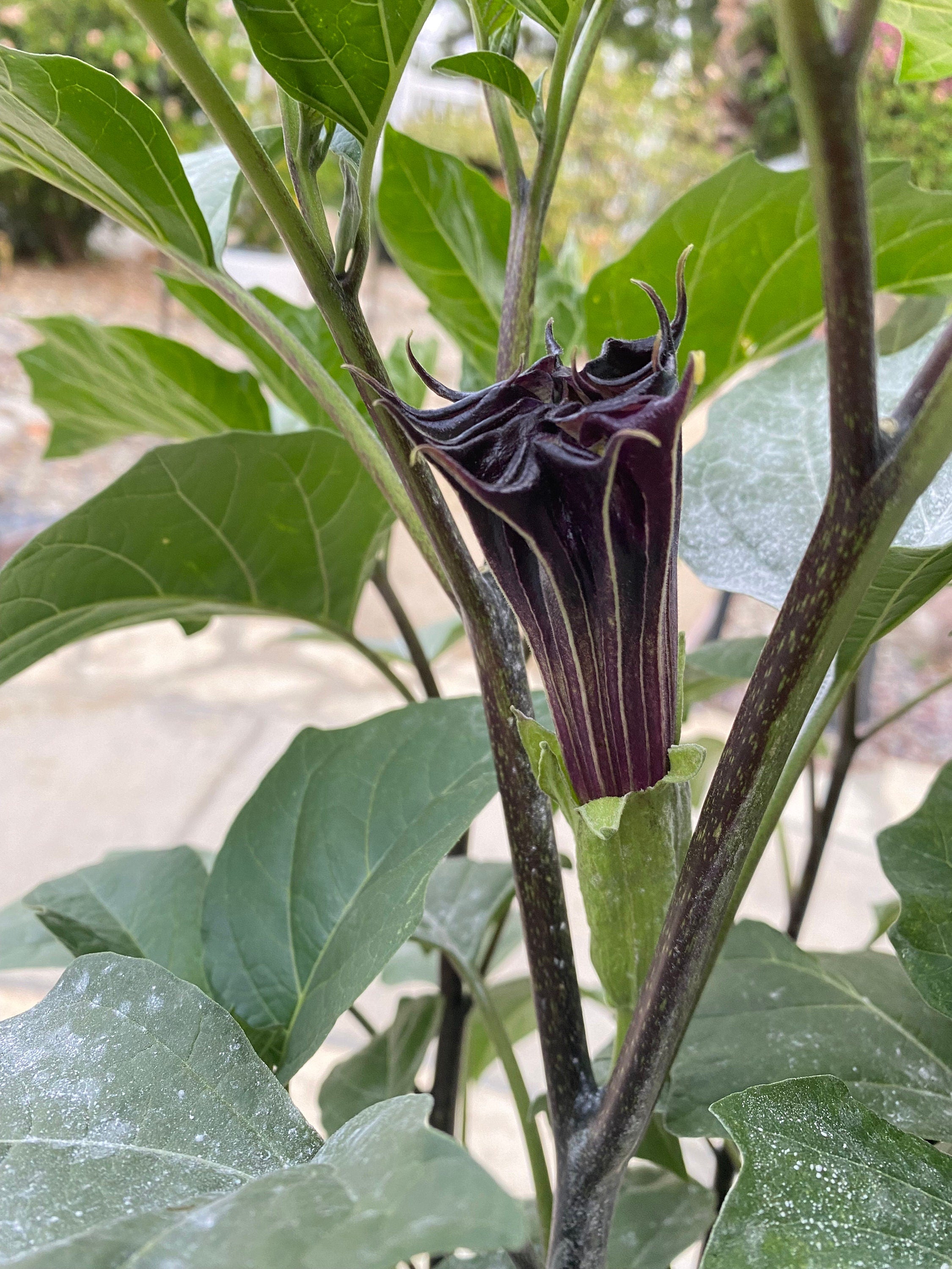 Rare Plant Purple Datura Devils Trumpet Seeds or Seed Pod