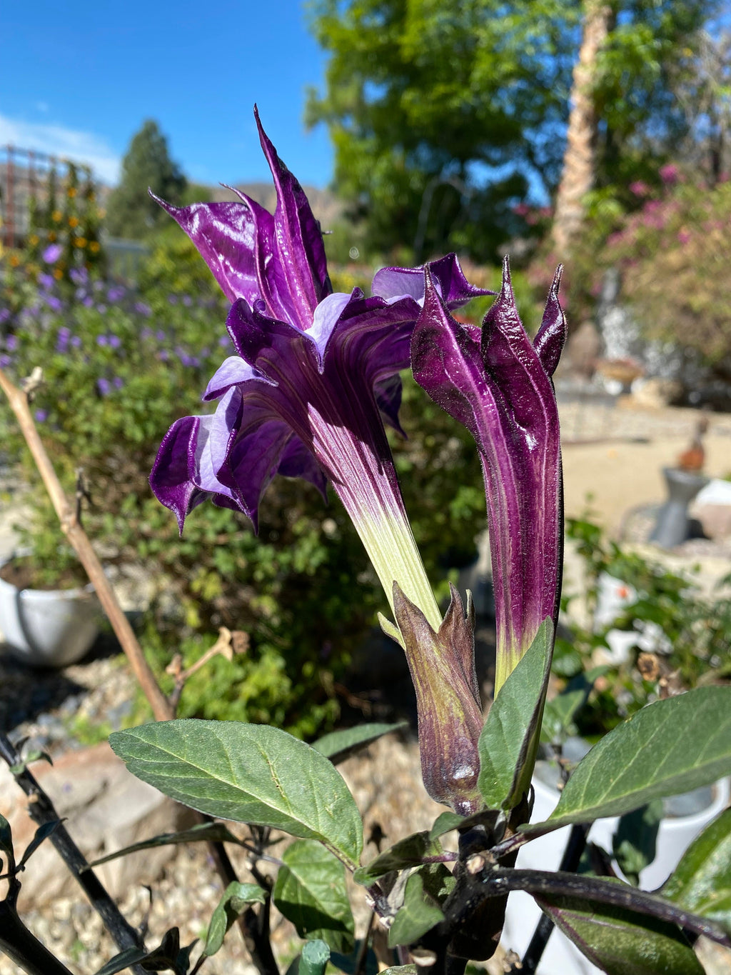 Rare Plant Purple Datura Devils Trumpet Seeds or Seed Pod