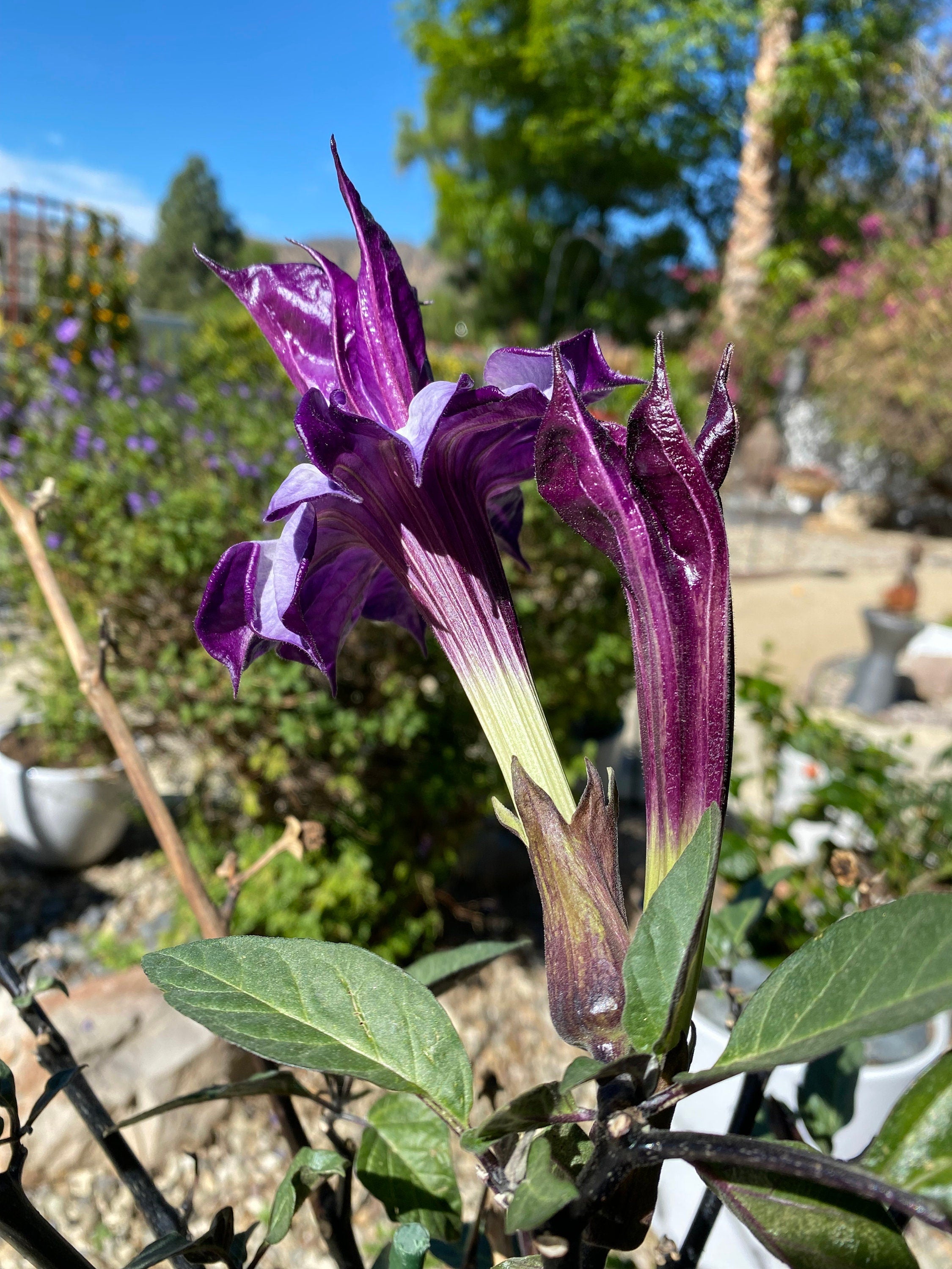 Rare Plant Purple Datura Devils Trumpet Seeds or Seed Pod