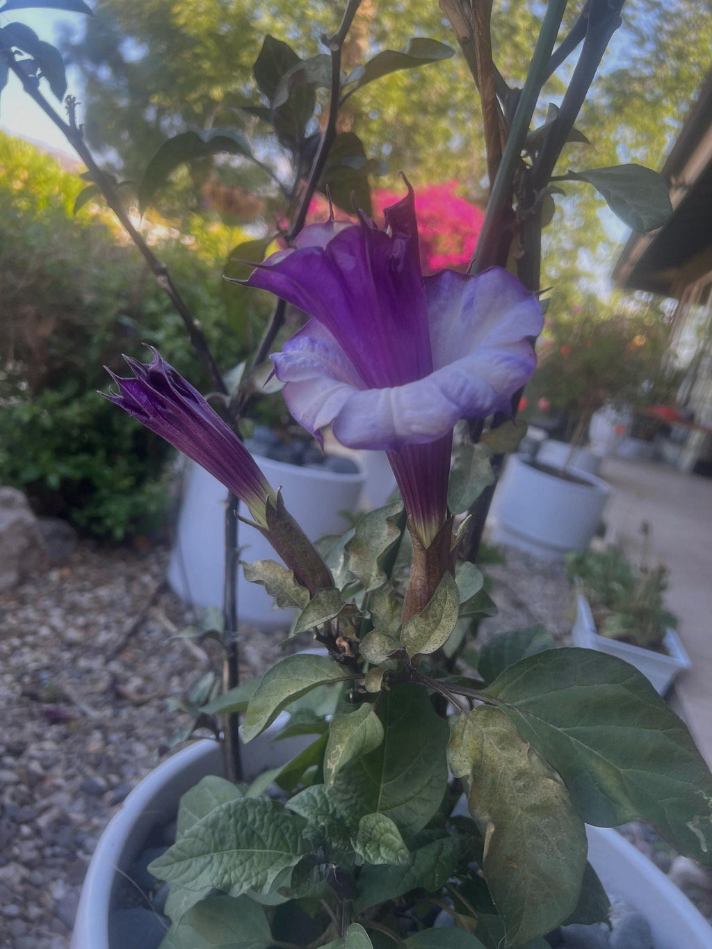 Rare Plant Purple Datura Devils Trumpet Seeds or Seed Pod