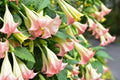 Angels Trumpet Pink Brugmansia UnRooted Cutting