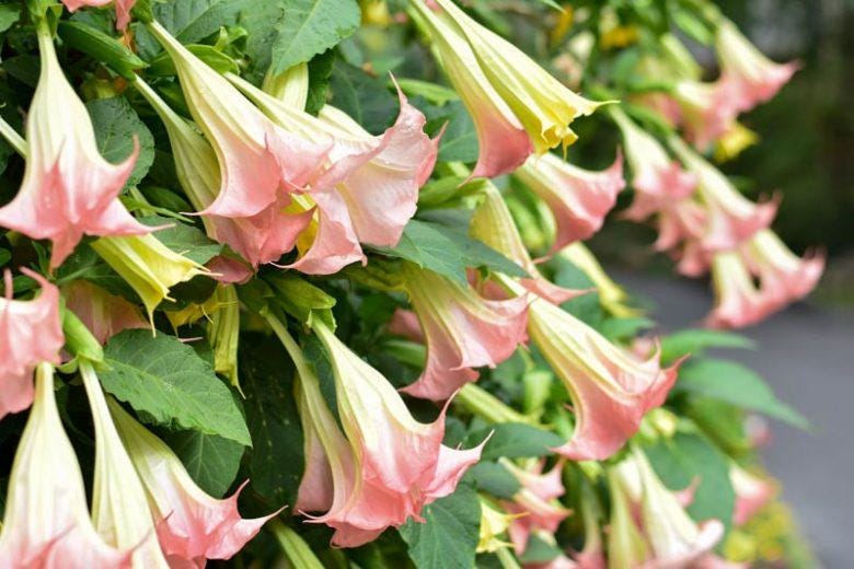Angels Trumpet Pink Brugmansia UnRooted Cutting