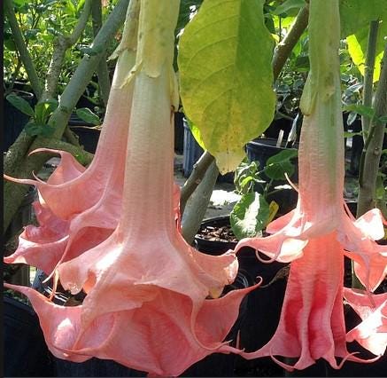 Angels Trumpet Pink Brugmansia UnRooted Cutting
