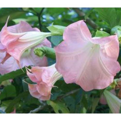Angels Trumpet Pink Brugmansia UnRooted Cutting