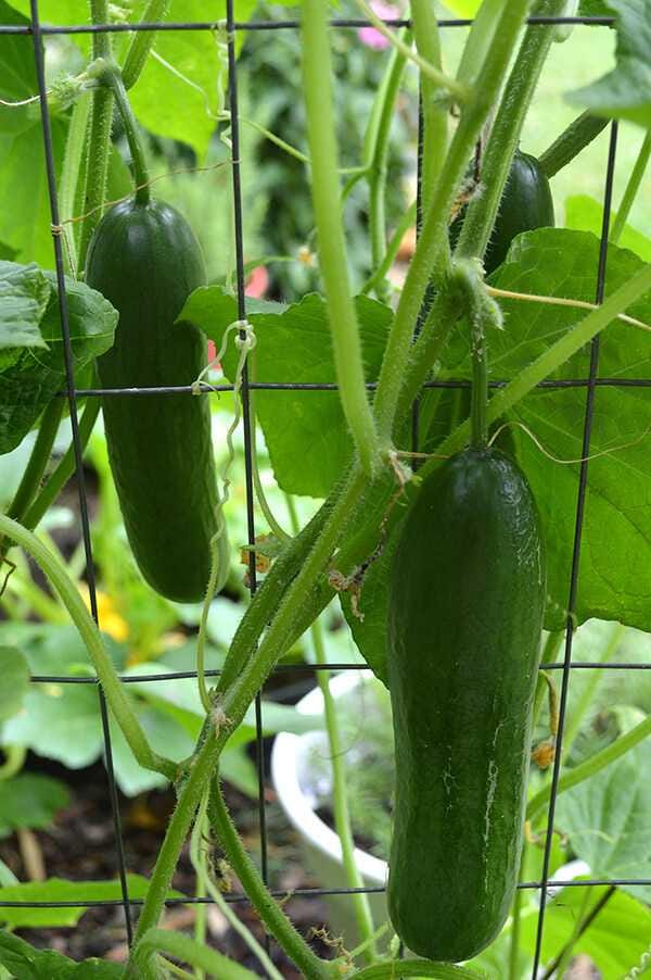 Beit Alpha Persian Cucumber Seeds for delicious fruit all season long! Fast Shipping