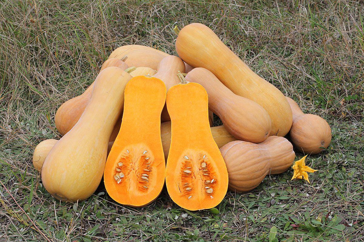 Butternut Squash Seeds - Super Sweet Organic Produce THIS SEASON! Fast Shipping