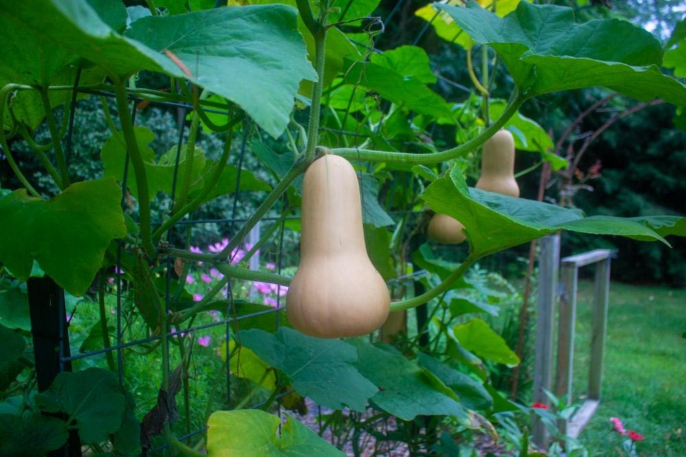 Butternut Squash Seeds - Super Sweet Organic Produce THIS SEASON! Fast Shipping
