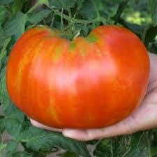 Tomato SUPERSTEAK Seeds - Organic  Non GMO - Fast Ship! Vining Vegetable - Huge 2 LB Tomatoes!
